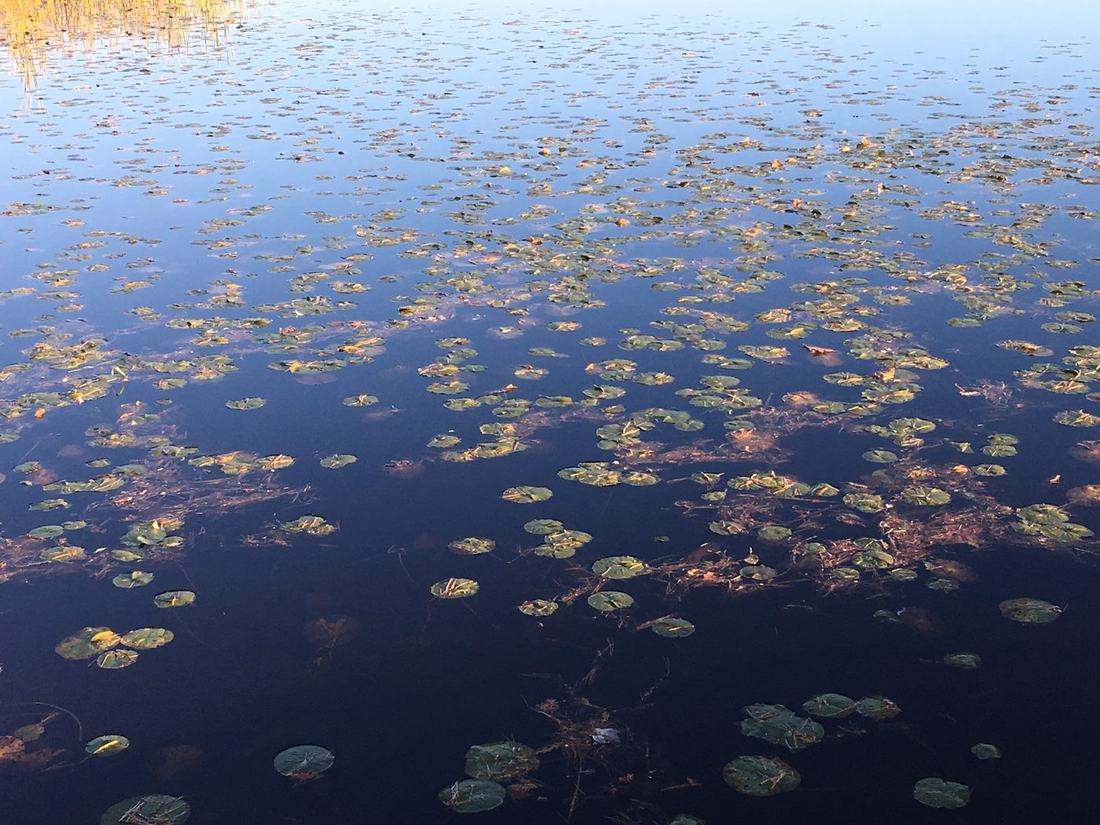 Autumn leaves floating among lily pads