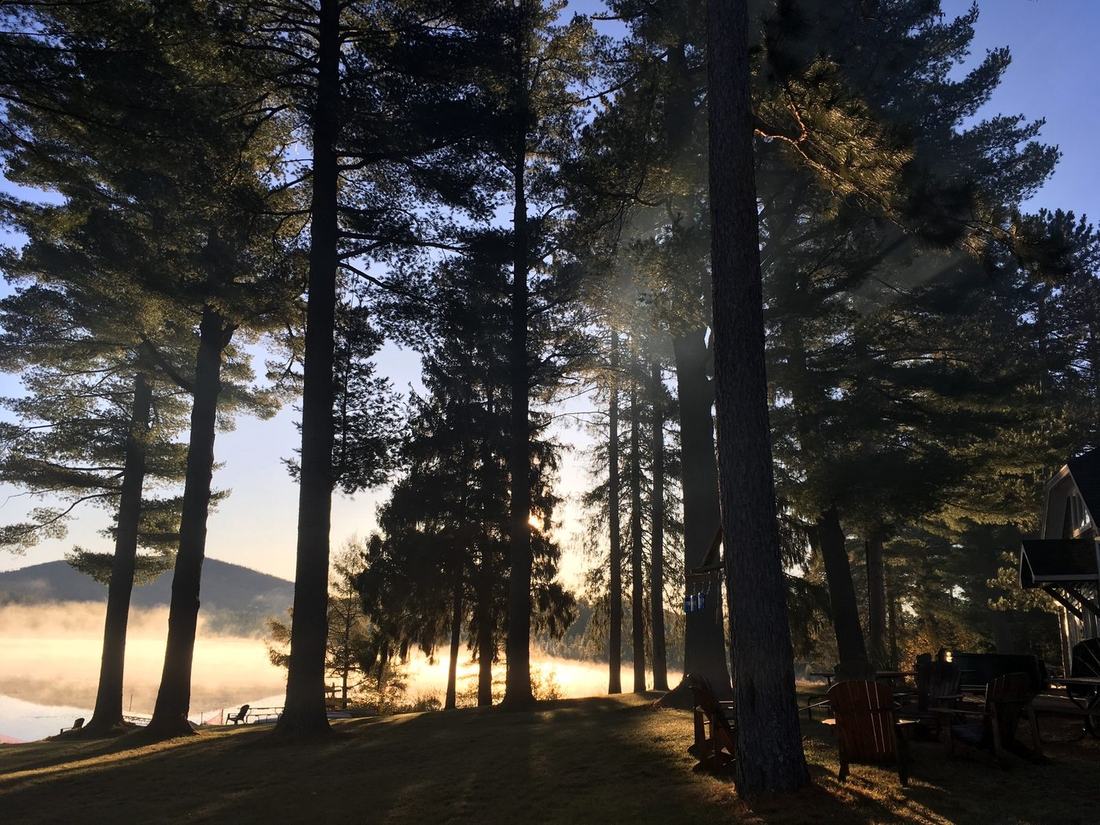 Tall pines along the lake shore