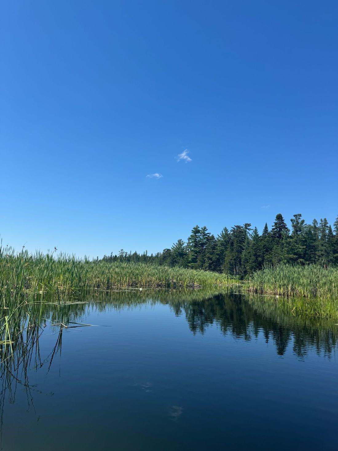 A still, glassy cove ringed with reeds and pines