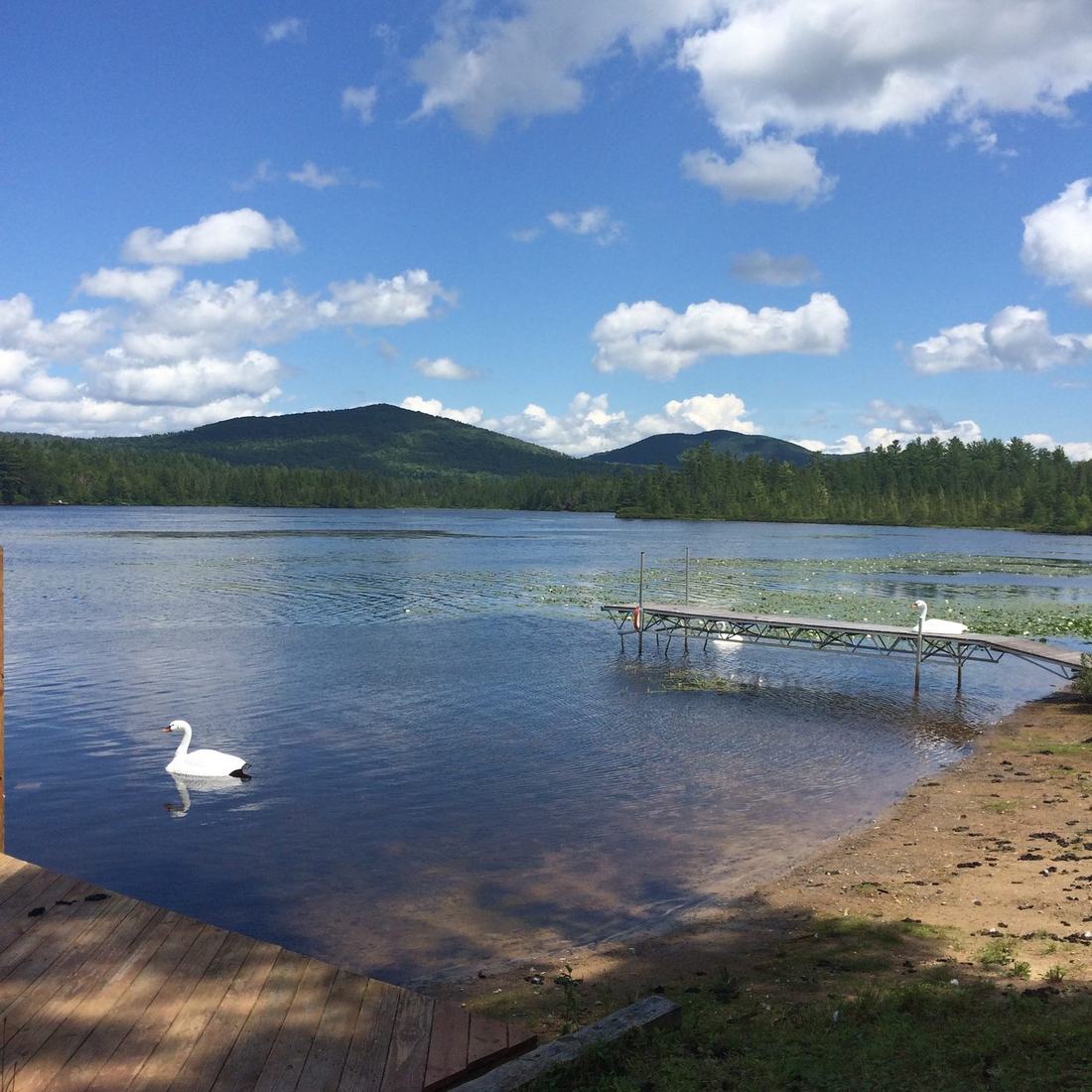 A swan on the lake near the dock